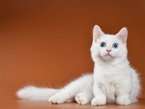 White Cats Photos | Cat-World