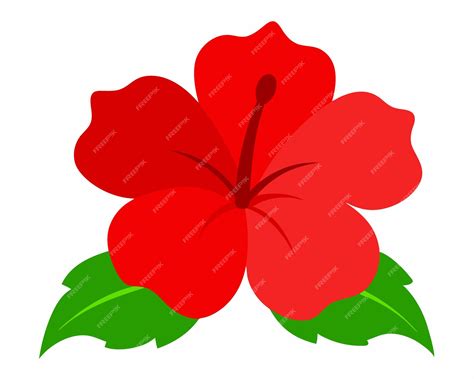 Red Stunning Hibiscus Flower on White Background A Botanical Delight