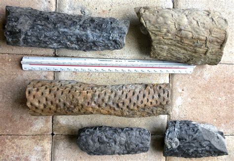 Eastern KY - Fossil Hunting Trips - The Fossil Forum