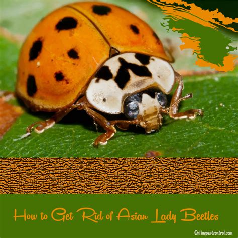 How To Get Rid Of Asian Lady Beetles Online Pest Control