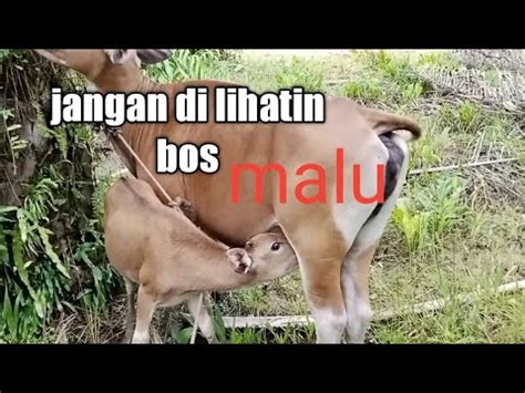 Bocil Mimik Cucu Youtube