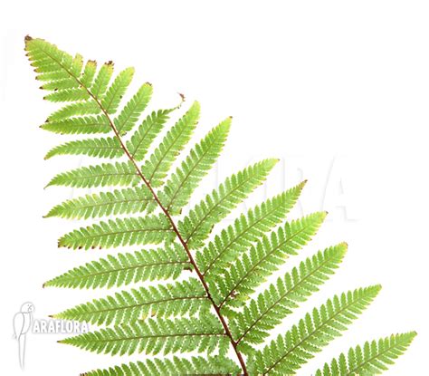 Araflora, exotic flora & more - Tree fern 'Dicksonia squarrosa'