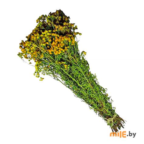 Веник банный (пижма) купить в интернет-магазине Mile