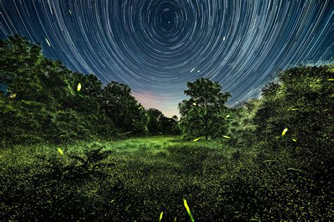 Fireflies At Night Photography