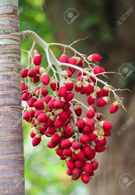 Areca catechu in the garden | Areca catechu, Garden, Plants