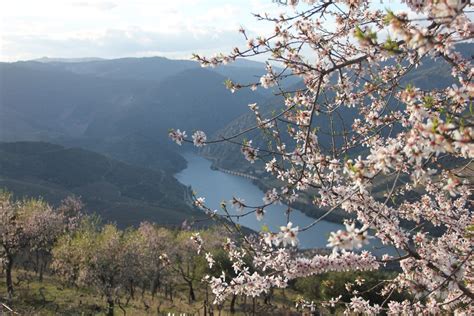 Rota Das Amendoeiras Em Flor Uma Das Mais Bonitas Viagens