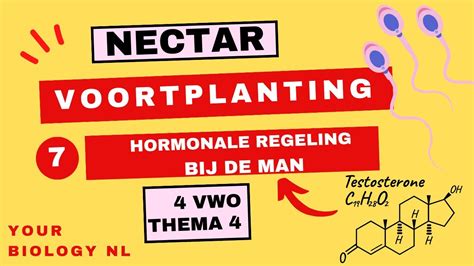 4 Vwo Voortplanting 7 Hormonale Regeling Bij De Man Youtube