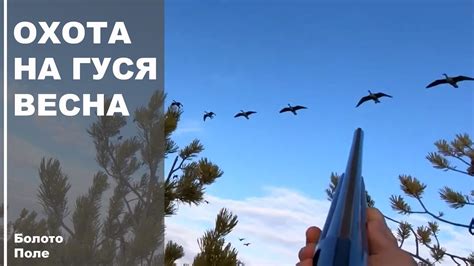 Охота на гуся Весна/Организация охоты на гуся - YouTube