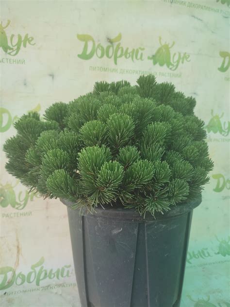 Купить Сосна горная Sherwood Compact - Добрый Жук