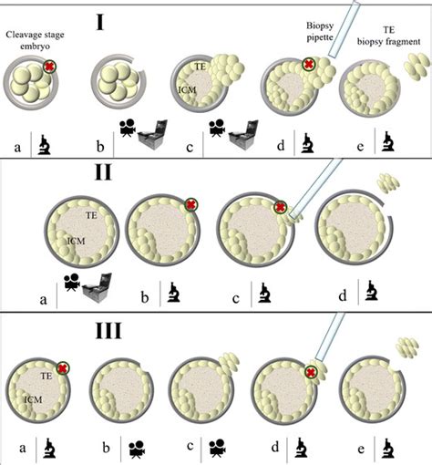 Blastocyst biopsy methods. I. Day3 hatching-based blastocyst biopsy ...