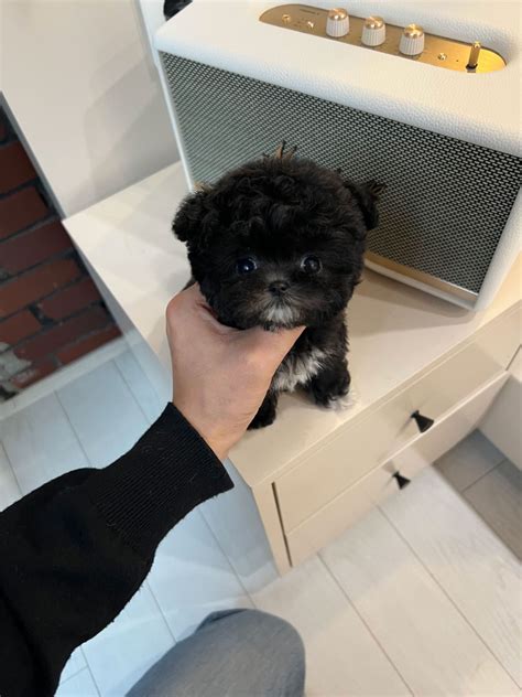 Maltipoo Micro - Micropetkorea