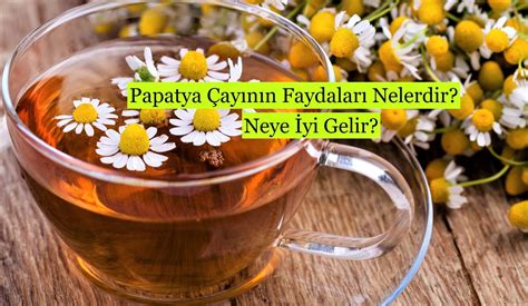 Papatya Çayının Faydaları Nelerdir Neye İyi Gelir Güzel Bilgiler