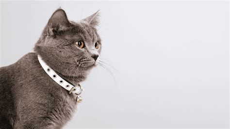 Coleira Para Gato Veja Os Principais Modelos E Entenda Para Que Servem