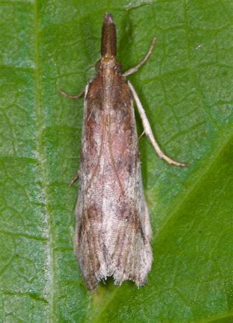 Moths of North Carolina