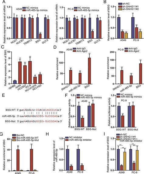 Snhg11 Acted As Mir 485 5p Sponge To Regulate Bsg Expression In Nsclc