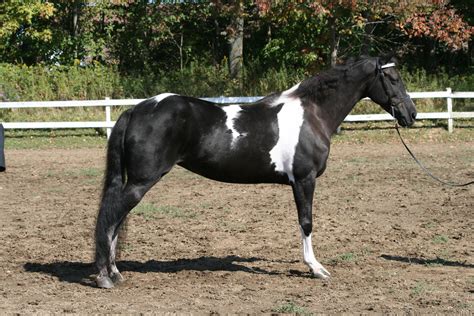 Gaited Horse 181 by FantasyDesignStock on DeviantArt