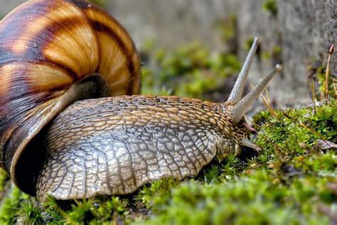 4,000+ Free Snail Pictures and Images in HD