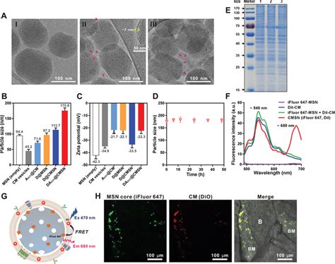 DAazo CMSN Characterization A CryoEM Images Of I D MSN II D CMSN