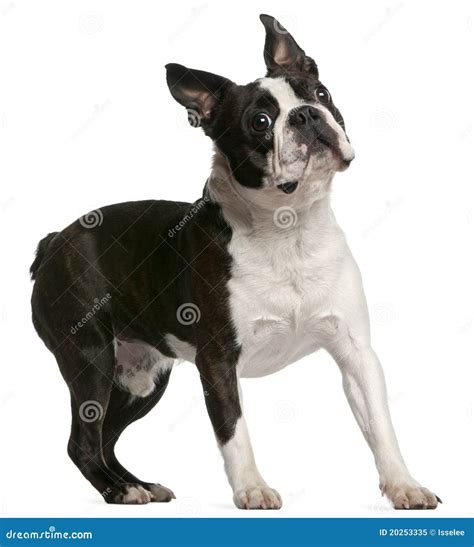 Boston Terrier Puppy Holding Adopt Me Sign Royalty-Free Stock