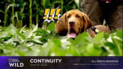 National Geographic Wild Asia Continuity June 14 2023 Youtube