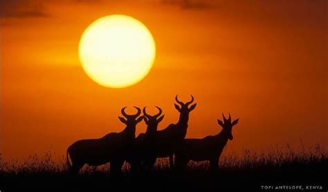 Contraluz Paul Souders Topi Antelope Kenia Sunrise Celestial