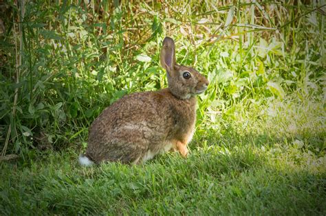 Pet Cottontail Rabbit
