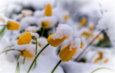 Sfondi Fiori Natura Piante La Neve Inverno Giallo Fiorire