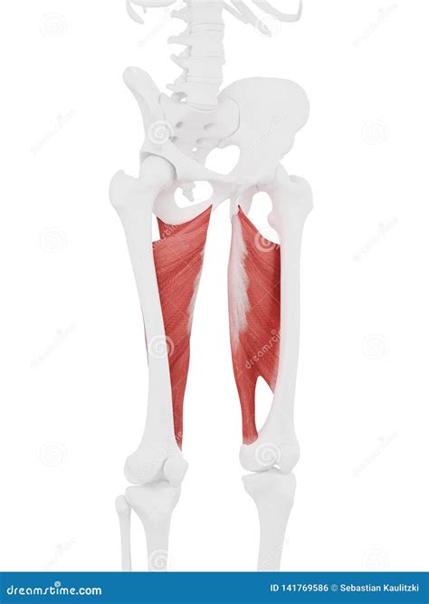The Adductor Magnus stock illustration. Illustration of anatomical