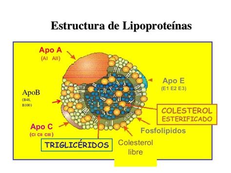 Estructura de Lipoproteínas Apo A (AI AII) Apo E (E1 E2 E3) ApoB (B48 ...