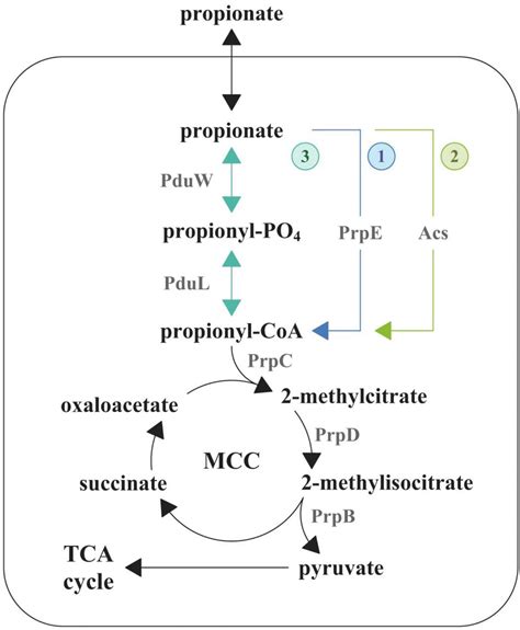 Frontiers Propionate Induces Virulent Properties Of Crohns Disease Associated Escherichia Coli