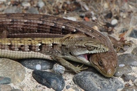 Inaturalist Occurrence Data And Alligator Lizard Mating · Inaturalist