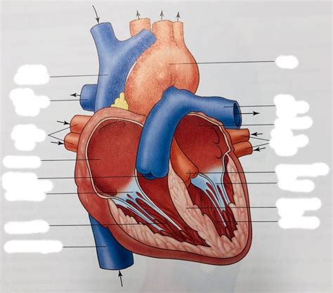 Cross Section View Of Heart Diagram Quizlet