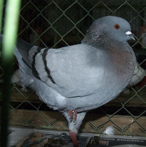 15 Most Popular Pigeon Breeds - Tail and Fur