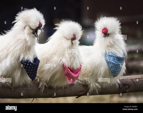 American silkie chicken hi-res stock photography and images - Alamy