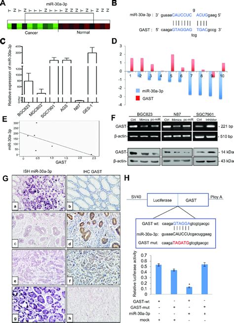 Gast Was The Direct Target Gene Of Mir 30a 3p In Gc A Cluster