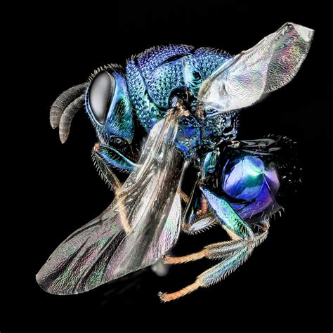 🔥 Perilampid Parastic Wasp - a parasite of other parasites. 🔥 : r