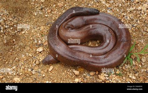 Red sand boa hi-res stock photography and images - Alamy