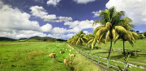 Sainte Rose Visite Touristique De La Guadeloupe