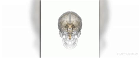 Pineal gland cyst | Nervous System Disorders and Diseases articles ...