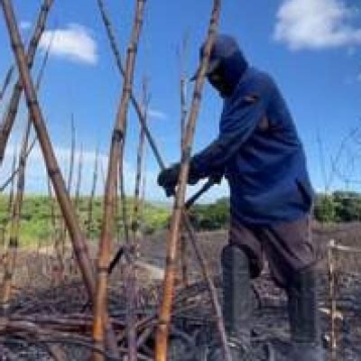 Excesso De Chuva E Escassez De M O De Obra Atrasa Safra De Cana Em Al