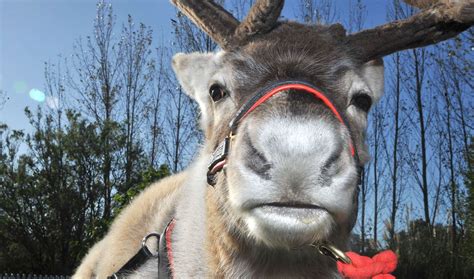 The Reindeer Centre Christmas Grotto 2022 In Bethersden Kent