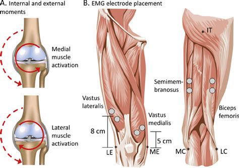 A Internal And External Knee Joint Moments Direction Of Internal Download Scientific Diagram