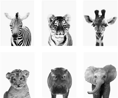 Black & White Baby Wild Animals - Kidz 'n Clan