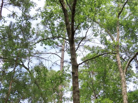 Water Oak - Edisto Island Open Land Trust, South Carolina