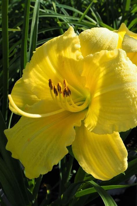 Buy Rainbow Rhythym Going Bananas Daylily Free Shipping Wilson Bros