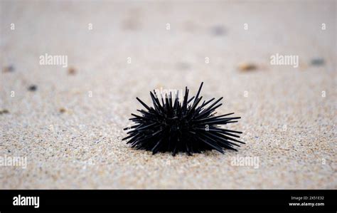 Sea Urchin Landak Laut Bulu Babi About 950 Species Of Sea Urchin