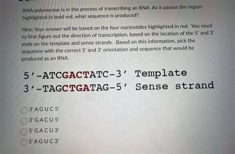 Solved RNA polymerase is in the process of transcribing an | Chegg.com