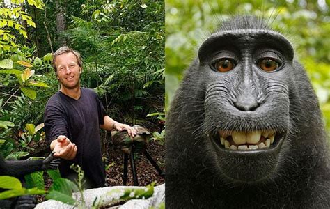 Judge Rules That Monkey Cant Own Copyright To His Famous Selfie