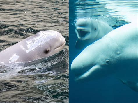 Beluga Whale Baby