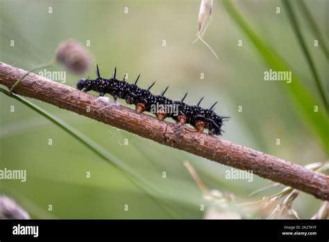 Big Black Caterpillar With White Dots Black Tentacles And Orange Feet